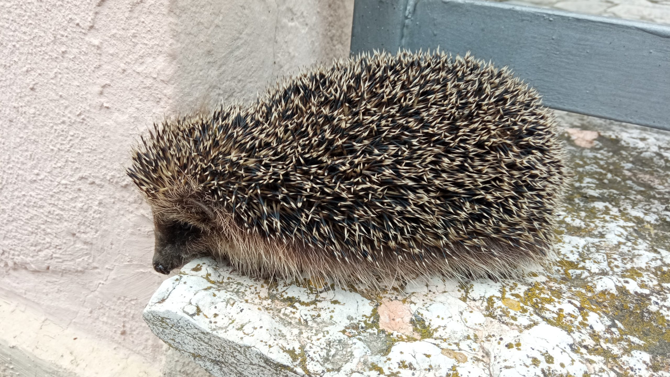 La Fa Il Giovane O Inesperto Un giovane riccio inesperto – Che Bon! Che Bon!
